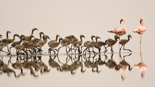 ディズニーネイチャー／フラミンゴに隠された地球の秘密 5枚目の写真・画像