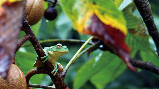 里山 3枚目の写真・画像