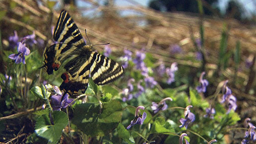 里山 8枚目の写真・画像