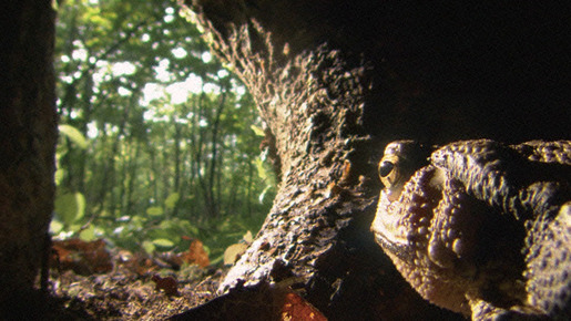 里山 9枚目の写真・画像