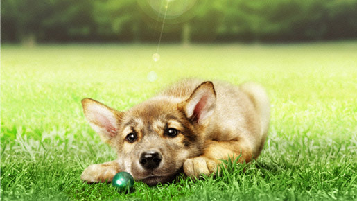 ウルルの森の物語 1枚目の写真・画像