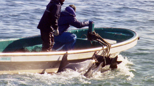 ザ・コーヴ 2枚目の写真・画像