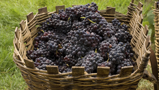 約束の葡萄畑　あるワイン醸造家の物語 6枚目の写真・画像