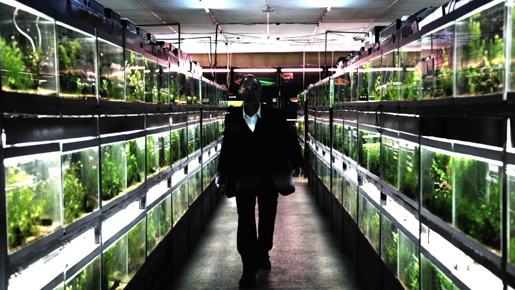 冷たい熱帯魚 2枚目の写真・画像