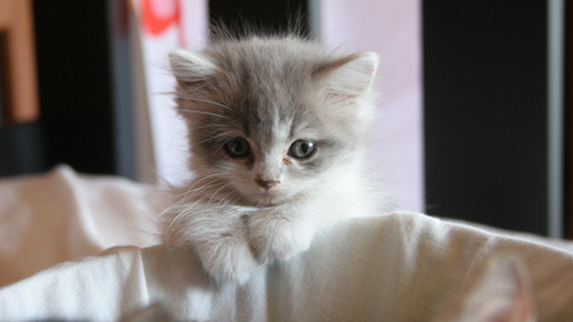 ねこばん3D　とび出すにゃんこ 7枚目の写真・画像