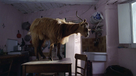 四つのいのち 2枚目の写真・画像