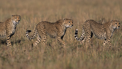ライフ −いのちをつなぐ物語− 8枚目の写真・画像