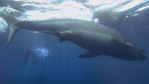 赤い珊瑚礁　オープン・ウォーター 5枚目の写真・画像