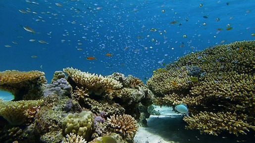 日本列島　いきものたちの物語 8枚目の写真・画像