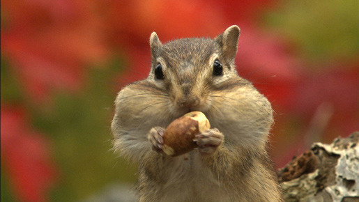 日本列島　いきものたちの物語 9枚目の写真・画像