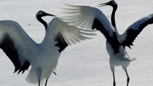 日本列島　いきものたちの物語 13枚目の写真・画像