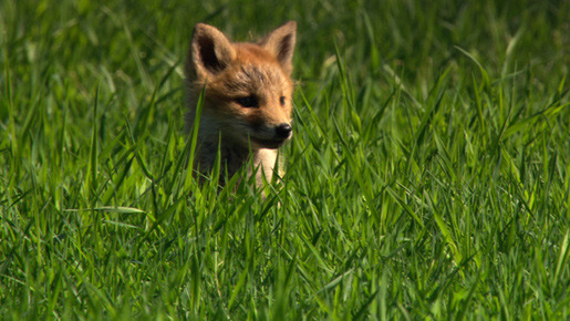 日本列島　いきものたちの物語 18枚目の写真・画像