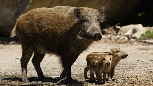 日本列島　いきものたちの物語 19枚目の写真・画像