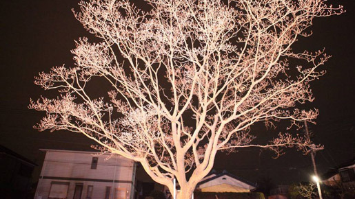 希望の国 2枚目の写真・画像