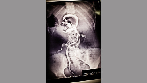 HIDDEN／ヒドゥン 7枚目の写真・画像