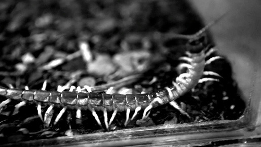 ムカデ人間2 3枚目の写真・画像