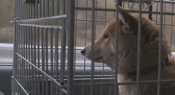 犬と猫と人間と2　動物たちの大震災 6枚目の写真・画像