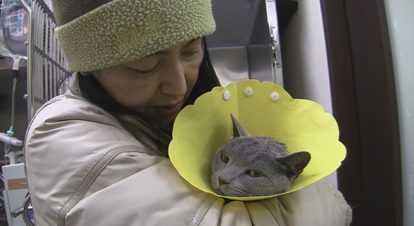 犬と猫と人間と2　動物たちの大震災 7枚目の写真・画像