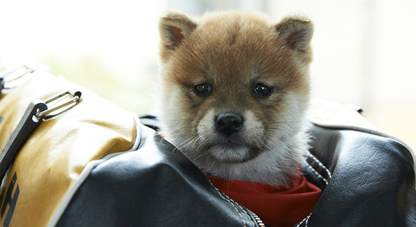 幼獣マメシバ　望郷篇 2枚目の写真・画像