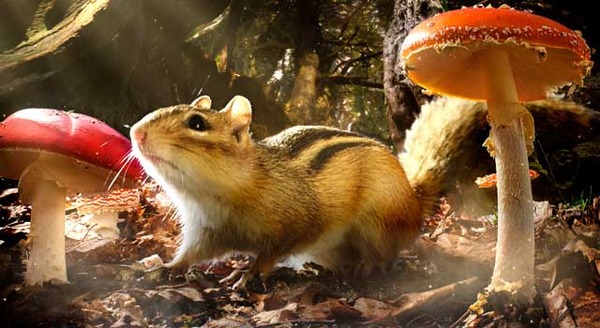 小さな世界はワンダーランド 1枚目の写真・画像