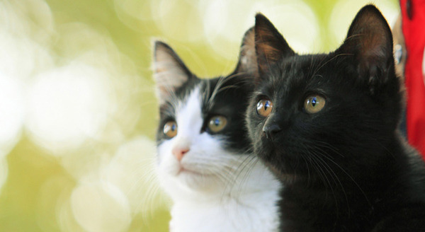 猫なんかよんでもこない。 1枚目の写真・画像