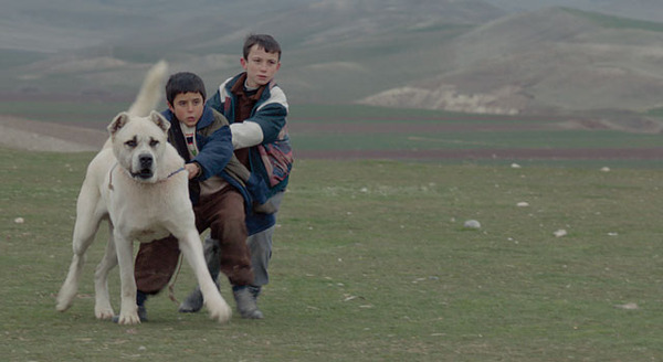 シーヴァス　王子さまになりたかった少年と負け犬だった闘犬の物語 2枚目の写真・画像