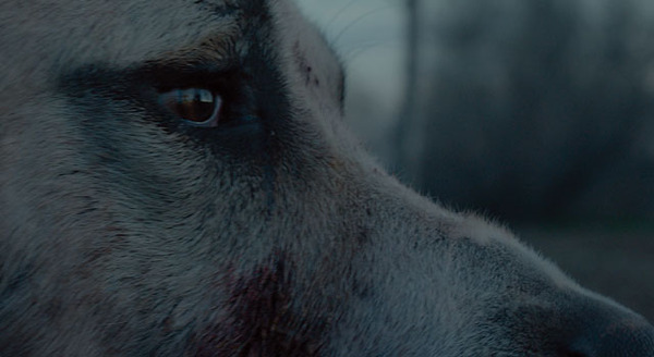 シーヴァス　王子さまになりたかった少年と負け犬だった闘犬の物語 7枚目の写真・画像