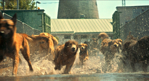 ホワイト・ゴッド　少女と犬の狂詩曲 4枚目の写真・画像