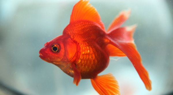 蜜のあわれ 12枚目の写真・画像