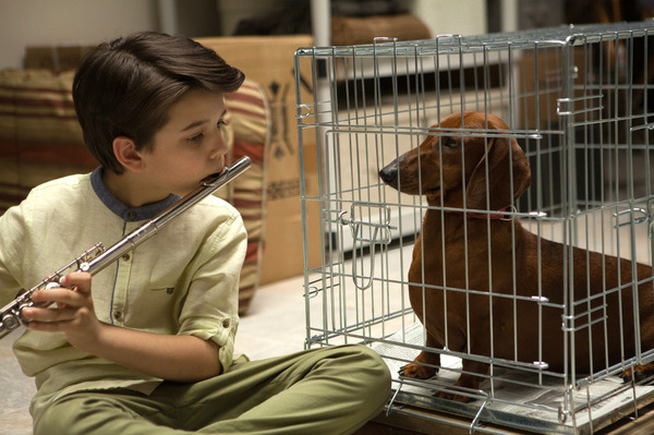 トッド・ソロンズの子犬物語 9枚目の写真・画像