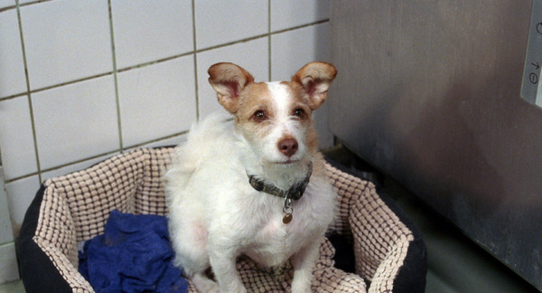 希望のかなた 10枚目の写真・画像