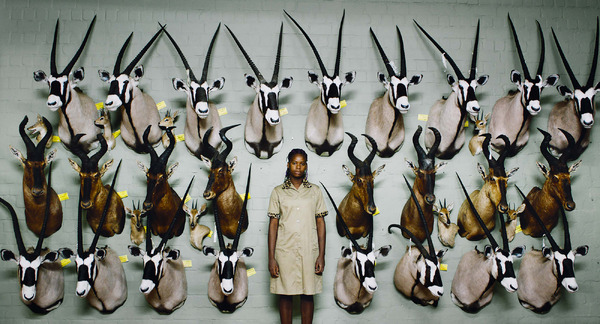 サファリ 4枚目の写真・画像