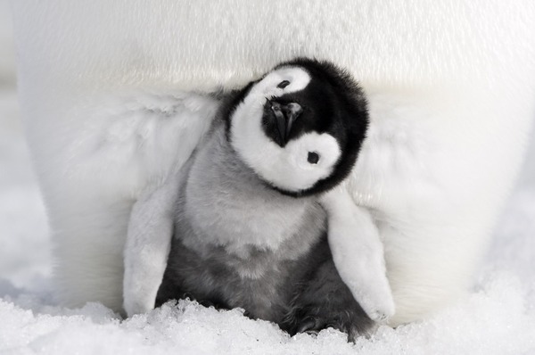 皇帝ペンギン ただいま 1枚目の写真・画像