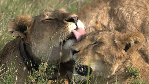 劇場版 ダーウィンが来た！アフリカ新伝説 5枚目の写真・画像