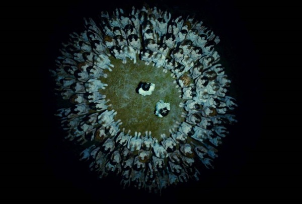 魔界探偵ゴーゴリ 暗黒の騎士と生け贄の美女たち 8枚目の写真・画像