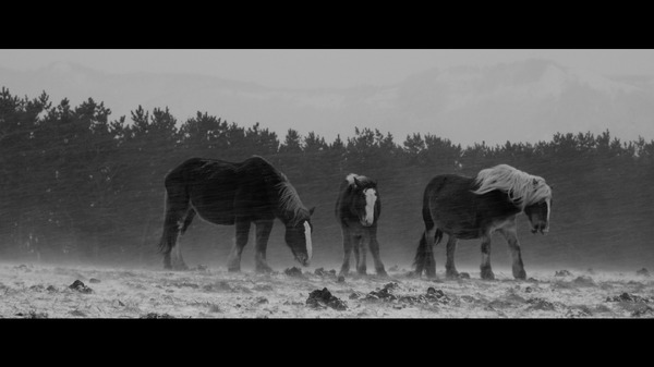 馬ありて 1枚目の写真・画像