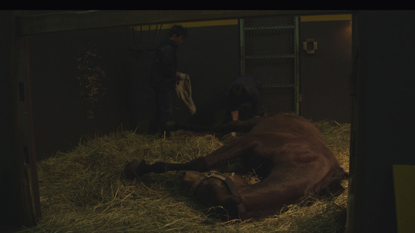 今日もどこかで馬は生まれる 4枚目の写真・画像