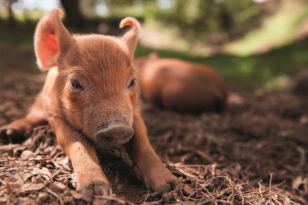 ビッグ・リトル・ファーム 理想の暮らしのつくり方 3枚目の写真・画像