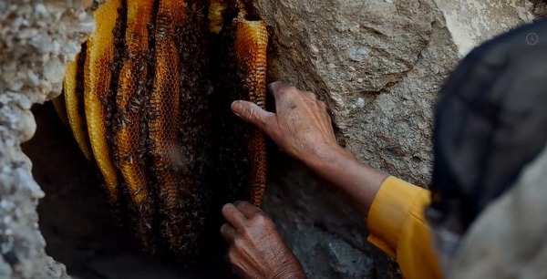 ハニーランド 永遠の谷 5枚目の写真・画像