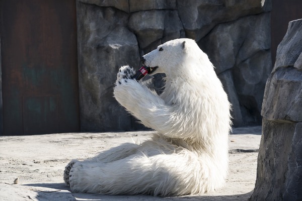 シークレット・ジョブ 12枚目の写真・画像