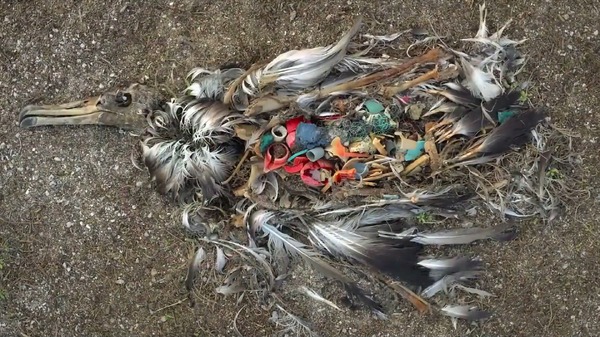 プラスチックの海 4枚目の写真・画像