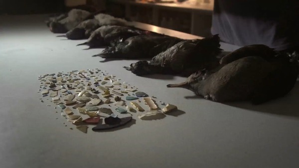 プラスチックの海 9枚目の写真・画像