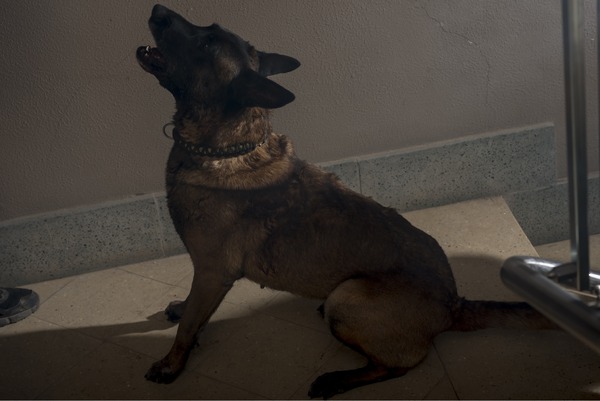 VS狂犬 7枚目の写真・画像