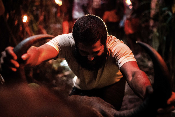 ジャッリカットゥ　牛の怒り 3枚目の写真・画像