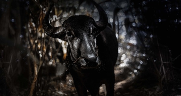 ジャッリカットゥ　牛の怒り 7枚目の写真・画像