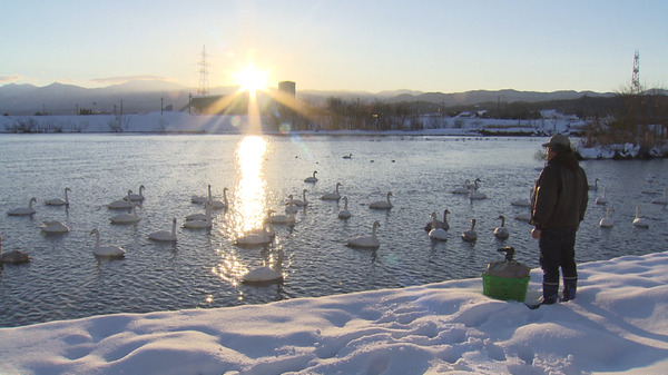 私は白鳥 3枚目の写真・画像