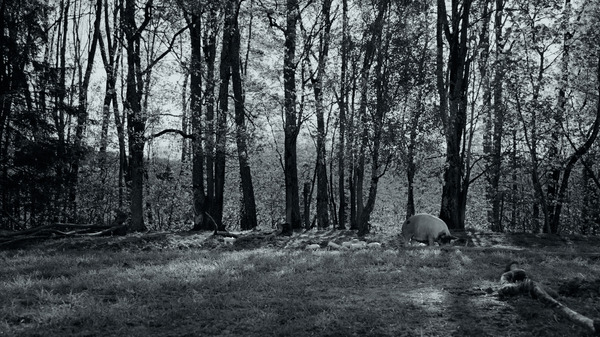 GUNDA／グンダ 3枚目の写真・画像