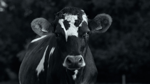 GUNDA／グンダ 5枚目の写真・画像