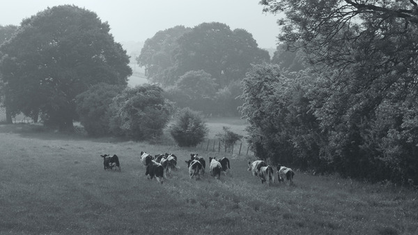 GUNDA／グンダ 8枚目の写真・画像