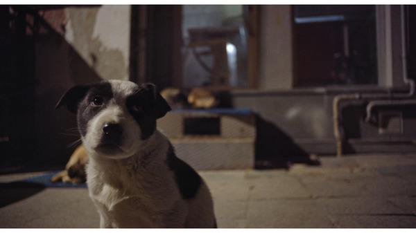 ストレイ 犬が見た世界 5枚目の写真・画像